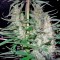 Семена сорта Hawaiian Snow fem (Green House Seeds)