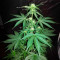 Семена сорта Auto Northern Delights fem (VIP seeds)