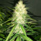 Семена сорта Gran Purple Banner Auto fem (Cali Buds Seeds)