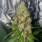 Семена сорта Black Muffin F1 Fast Version fem (Sweet Seeds)