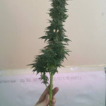 caramelo-early-version-fem-delicious-seeds.jpg