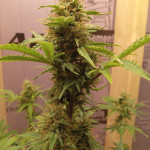 cbd-lemon-auto-fem-herbies-seeds.jpg