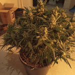 s.a.d.-sweet-afgani-delicious-auto-fem-sweet-seeds.jpg