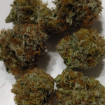 strawberry-og-cookies-r1-fem-ethos-genetics.jpg