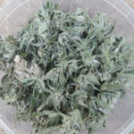 wedding-glue-auto-fem-fastbuds.jpg