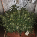 s.a.d.-sweet-afgani-delicious-auto-fem-sweet-seeds.jpeg