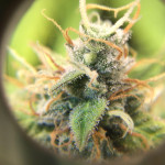 godzilla-cookies-auto-fem-herbies-seeds.jpg