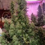 whiskey-zulu-auto-fem-7ch-american.jpg