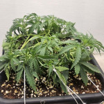 fat-bastard-auto-fem-blimburn-seeds.jpg