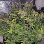 northern-lights-fem-pyramid-seeds.jpg