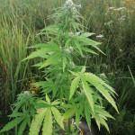 black-jack-auto-fem-sweet-seeds.jpg