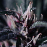 purple-lemonade-auto-fem-fastbuds.jpg