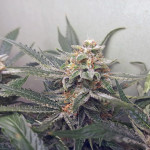 bruce-banner-auto-fem-fastbuds.jpg