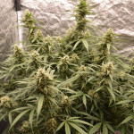 g14-auto-fem-fastbuds.jpg