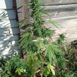 auto-northern-light-fem-victory-seeds.jpg