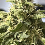 bruce-banner-3-fem-herbies-seeds.jpg