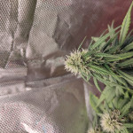 lsd-25-auto-fem-fastbuds.jpg