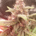 dark-devil-auto-fem-sweet-seeds.jpg
