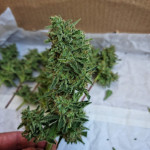 orange-apricot-glue-xl-auto-fem-sweet-seeds.jpg
