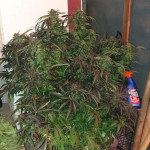 easy-sativa-fem-female-seeds.jpg