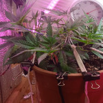 six-shooter-auto-fem-fastbuds.jpg