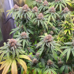 mimosa-x-orange-punch-fem-barneys-farm.jpg
