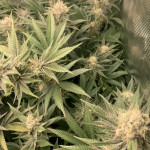 rs11-x-banana-og-fem-barneys-farm.jpg
