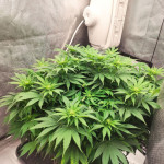 northern-lights-fem-pyramid-seeds.jpg