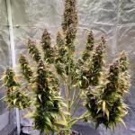 pineapple-express-auto-fem-barneys-farm.jpg