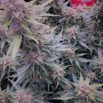 purple-juice-auto-fem-herbies-seeds.jpg