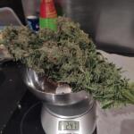 purple-punch-fem-barneys-farm.jpg