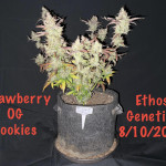 strawberry-og-cookies-r1-fem-ethos-genetics.jpg
