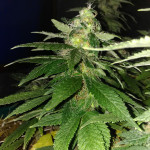 grandmommy-purple-fem-herbies-seeds.jpg