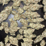 papaya-zoap-auto-fem-sweet-seeds.jpg