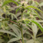 blue-mystic-automatic-fem-nirvana-seeds.jpg