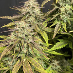 vanilla-latte-auto-fem-humboldt-seed-company.jpg