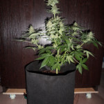 white-widow-auto-fem-vision-seeds.JPG