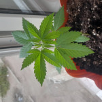 special-tangie-auto-fem-Semyanich.jpg