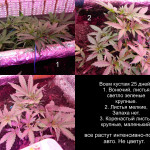jds-auto-mix-feminized.jpg