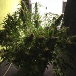 wedding-cake-auto-fem-barneys-farm.jpg