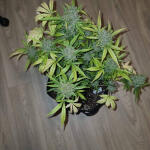 medusa-f1-auto-fem-rqs.jpg