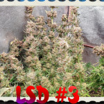 lsd-barneys-farm.jpg