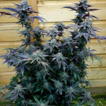 notorious-thc-fem-humboldt-seed-company.jpg