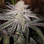 peyote-cookies-fem-barneys-farm.jpg