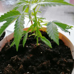 sexbud-fem-female-seeds.jpg
