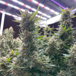 gorilla-glue-4-fem-original-sensible-seeds.jpg
