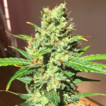 waist-deep-auto-heavyweight-seeds.jpg