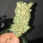 wedding-cake-auto-fem-barneys-farm.jpg