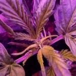 white-widow-auto-fem-vision-seeds.jpg
