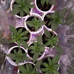 auto-gorilla-fem-00-seeds.jpg
